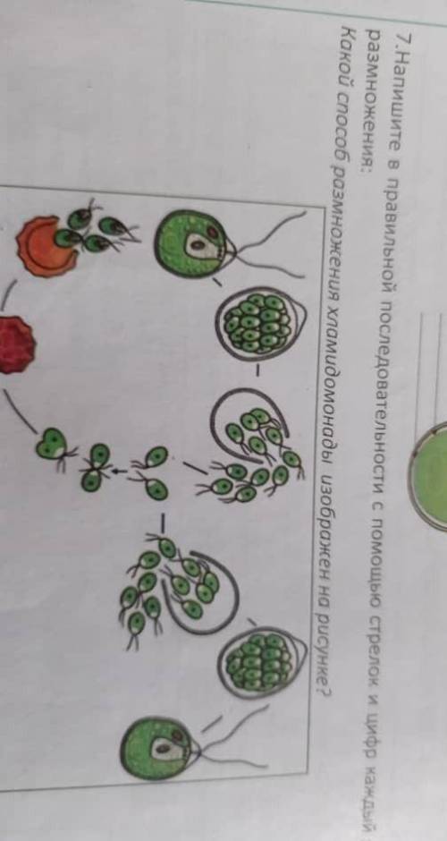 Напишите правильный проследование с Стрелок и цифр каждый этап размножения какой размножения хламидо
