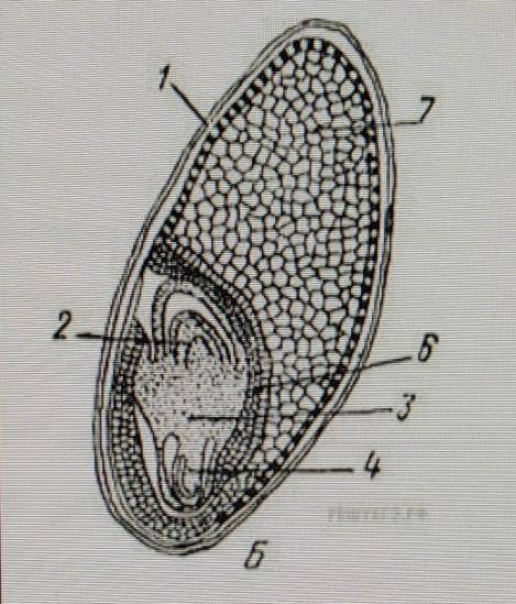 Какое вещество запасается в эндосперме и когда оно тратится? если что это под номером 7​