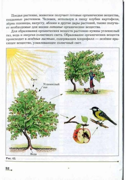 Нужно написать мини-сочинение из 10 предложений по данной картинке.