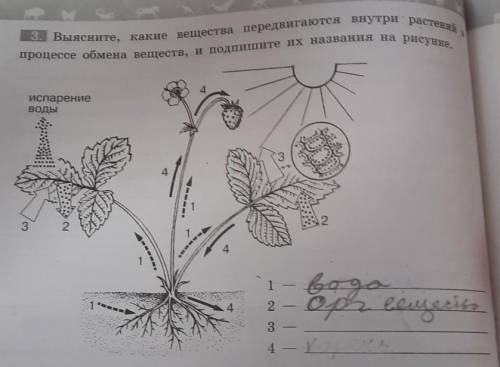 3. Выясните, какие вещества передвигаются внутри растений Bпроцессе обмена веществ, и подпишите их н