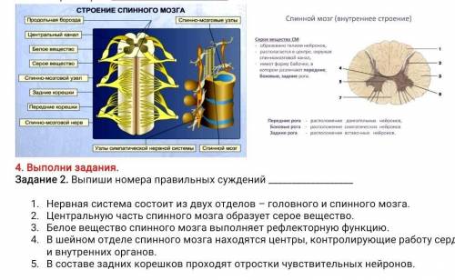 Выпиши номера правильных суждений Нервная система состоит из двух отделов – головного и спинного мо