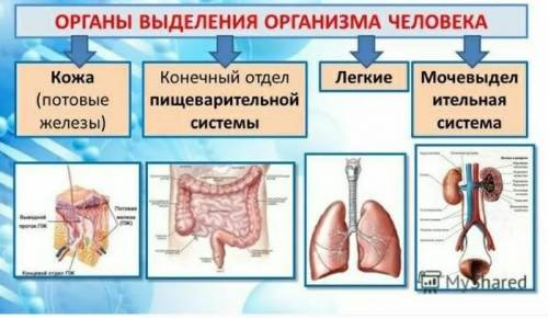 Перечислите продукты выделения у человека.