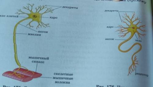 Дайте характеристику этим нейронам ​