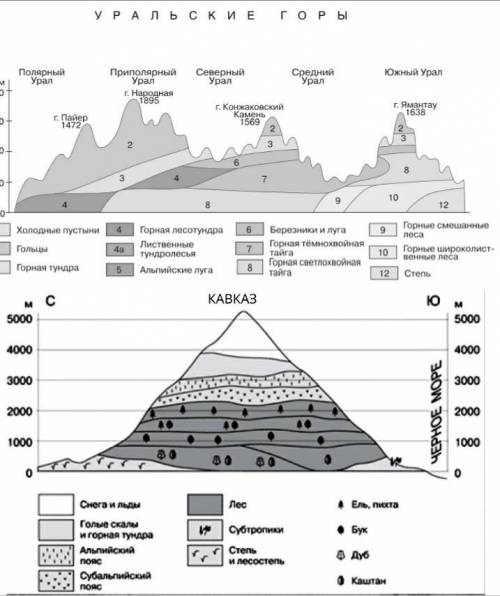 Сравните высотные пояса Кавказа и Урала. 1. По количеству. Почему на Кавказе больше поясов? 2. По со