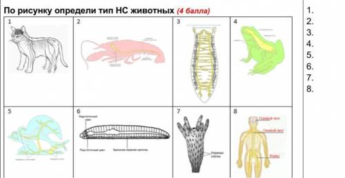 По рисунку определи тип НС животных