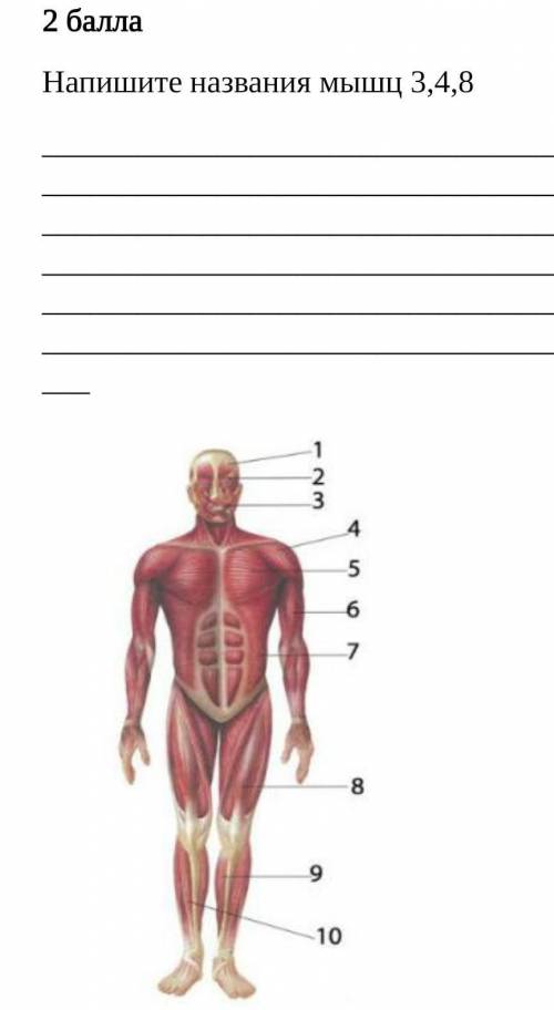 Задание 4 Напишите названия мышц 3,4,8​