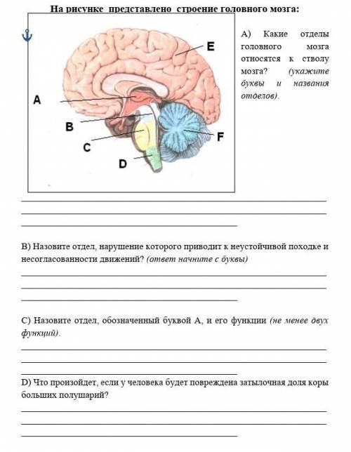 Какие отделы головного мозга относятся к стволу мозга Укажите буквы и названия отделов​