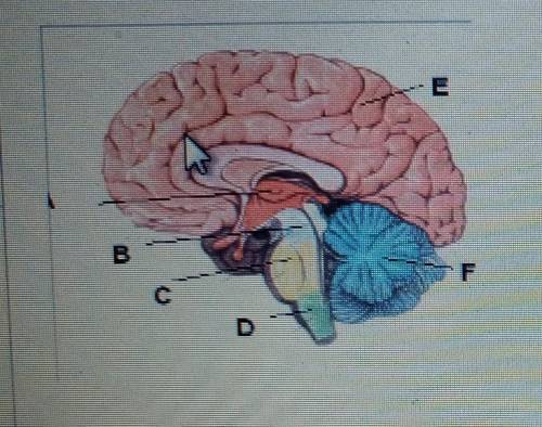 На рисунке представлено строение головного мозга а. какие отделы головного мозга относятся к стволу