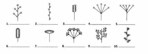 ЭТО КР :Подпишите типы соцветий, указанных на рисунке В бланке ответов укажите название соцветия нап