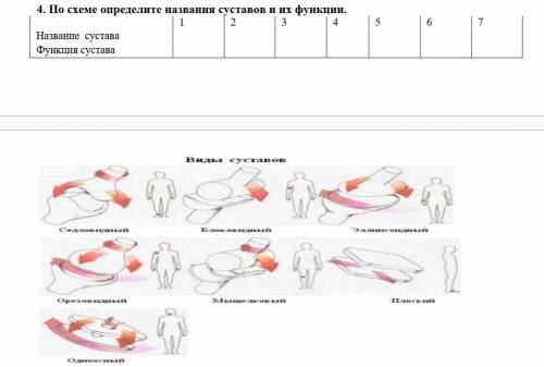 4. По схеме определите названия суставов и их функции. 1 2 3 4 5 6 7Название сустава Функция сустава