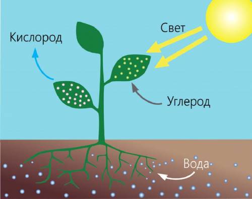 Рассмотрите иллюстрацию, изображающую процесс фотосинтеза, скажите, что ещё нужно деревьям, чтобы ра