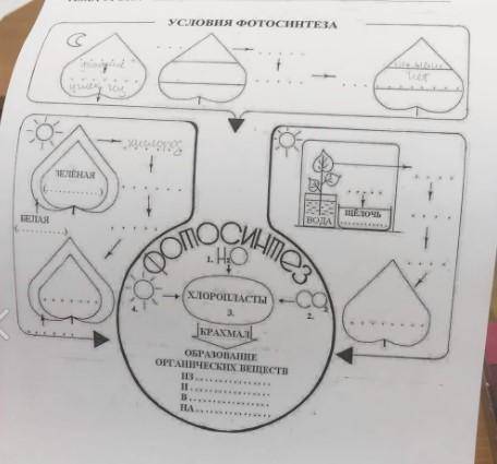 Условия фотосинтеза, вставьте слова в схему