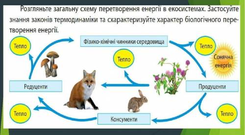 Розгляньте загальну схему перетворення енергії в екосистемах.Застосуйте знання законів термодинаміки