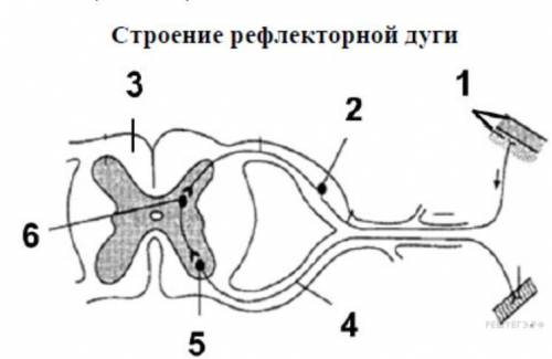 Строение рефлекторной дуги, заранее