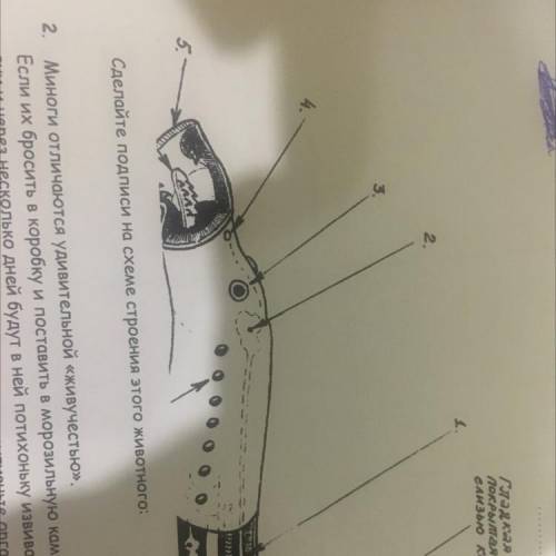 Какое животное изображено на рисунке? Сделайте подписи на схеме строения этого животного