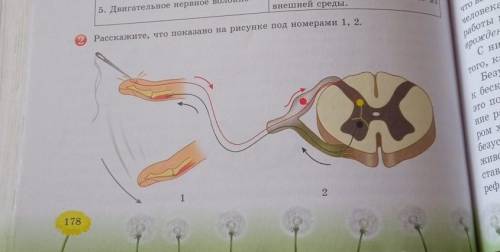 Расскажите что показано на рисунке под номероми 1,2.​