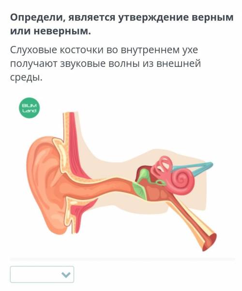 Определи, является утверждение верным или неверным. Слуховые косточки во внутреннем ухе получают зву