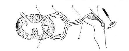 Задание 1. Подпишите части рефлекторной дуги коленного рефлекса​