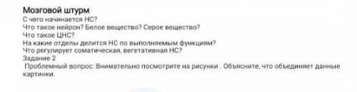 Задание 1 мозговой штурм. С чего начинается НС? Что такое нейтрон? Белое вещество? Серое вещество? Ч