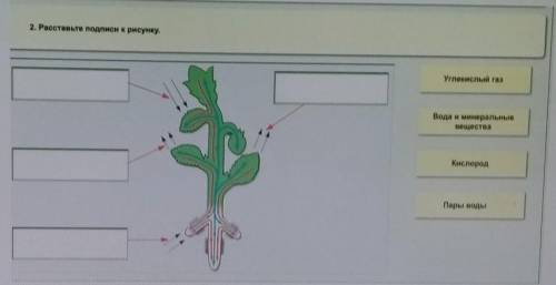 Зарисуйте в тетради и подпишите в каком направлении распределяются вещества в растении Углекислый га