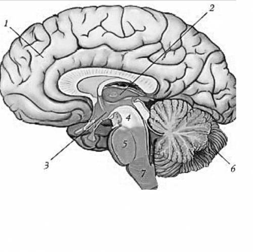 Под какими номерами на рисунке обозначены передний и продолговатый отделы мозга