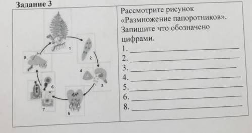 Рассмотрите рисунок «Размножение папоротников».Запишите что обозначеноцифрами.23.4.56.8.​