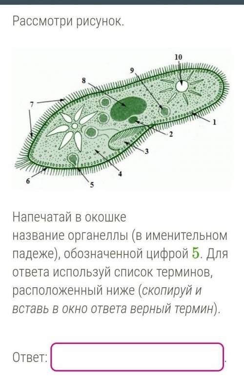 Биология , 5 класс! хееелп Список терминов:клеточная оболочка;пищеварительная вакуоль;сократительная