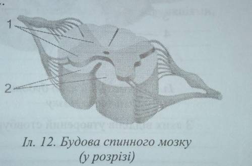 1. Розгляньте муляж або модель спинного мозку людини. Визначте відділи спинного мозку та з'ясуйте ос