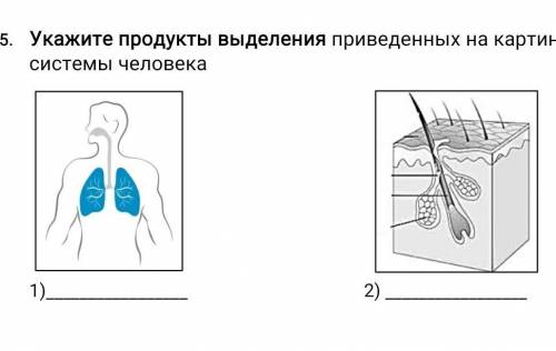 Укажите продукты выделения приведенных на картинках органов выделительной системы человека ​