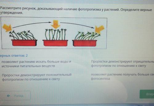 СОР ПО БИОЛОГИИ Рассмотрите рисунок, доказывающий наличие фототропизма у растений. Определите верные