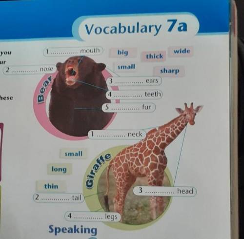 Vocabulary 7a mouthbigwideyou1ur2 nosethicksmallsharp ears3Bea,ese4. teeth5 fur1 necksmalllongGir