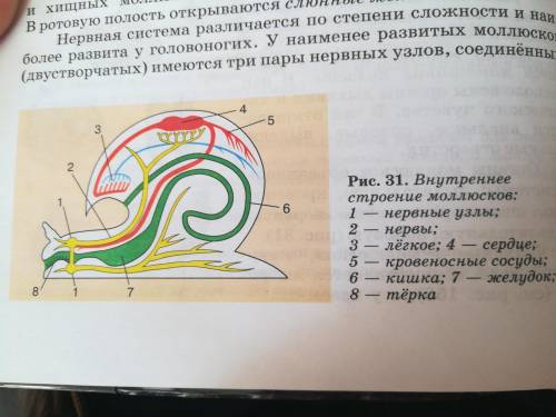 МНЕ ОЧЕНЬ Представитель какого класса моллюсков изображен на рисунке? Напишите, какие части тела мол