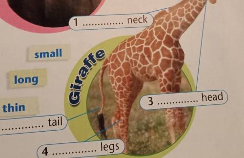 Vocabulary 7a necksmalllonggiraffethin1. neck2 tail3 head4 ... legs​