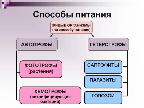 Назовите питания, чем они отличаются