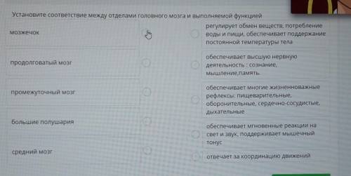 Установите соответствие между отделами головного мозга и выполняемой функцией регулирует обмен вещес