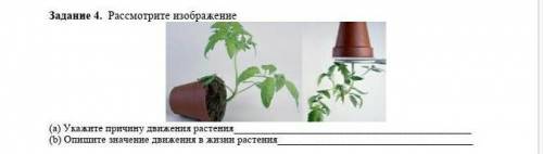 Задание 4. Рассмотрите изображение (a) Укажите причину движения растения(b) Опишите значение движени