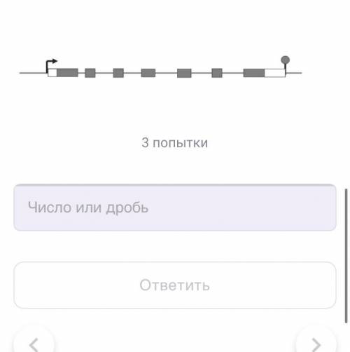 На рисунке — схема гена, в котором отмечены промотор (стрелка), экзоны и сигнал терминации (кружок).