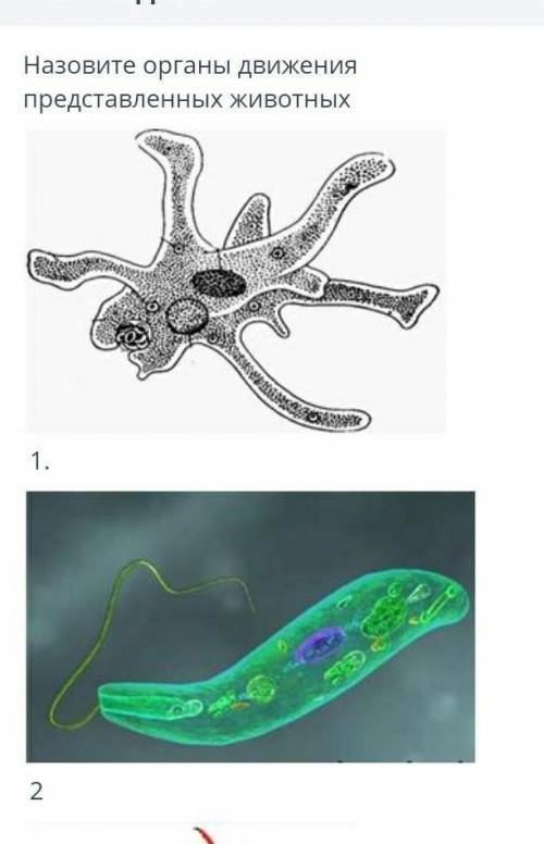 Органы движения протистологии эти два осталось ​