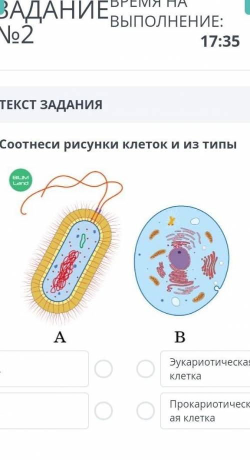 Сотнеси рисунки клеток и из типы