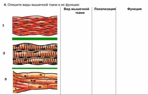 4. Опишите виды мышечной ткани и их функции​