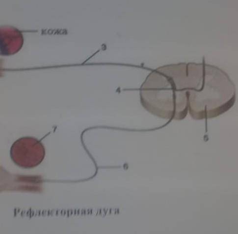 А)Назовите нейрон, расположенный первым в рефлекторной дугеОпишите б)Что происходит на участке под ц
