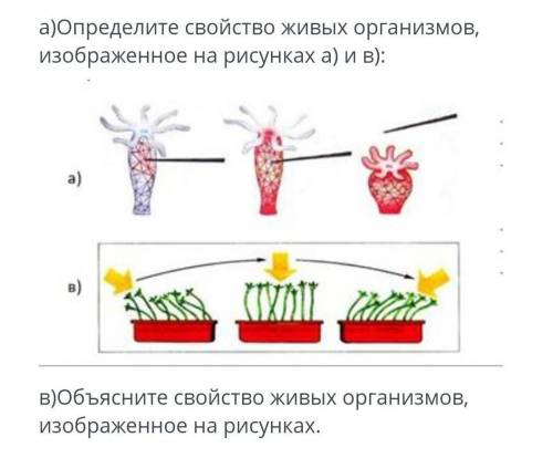 A)Определите свойство живых организмов, изображенное на рисунках а) и в): в)Объясните свойство живых