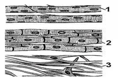 .Различают три основных вида мышечной ткани. а) Определите виды мышечной ткани, изображенные на рису