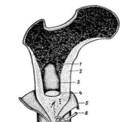 B)Укажите основные составные части микроскопического строения кости. 1 2 3 4 5 6
