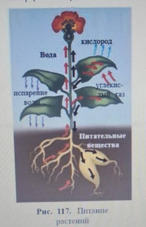 Сахар (глюкоза) является основным источником энергии в организме. АОАОАОАОАОАОАОАОАОВОВ !??!??! ЗА О