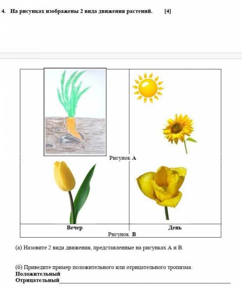 4. На рисунках изображены 2 вида движения растений. [4] ​