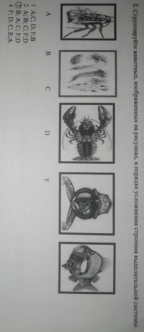 2. Сгруппируйте животных, изображенных на рисунках, в порядке усложнения строения выделительной сист