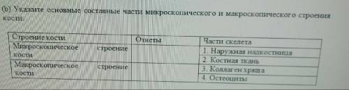 Укажите основные составные части микроскопического и макроскопического строения кости.