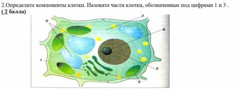 2.Определите компоненты клетки. Назовите части клетки, обозначенные под цифрами 1 и 3