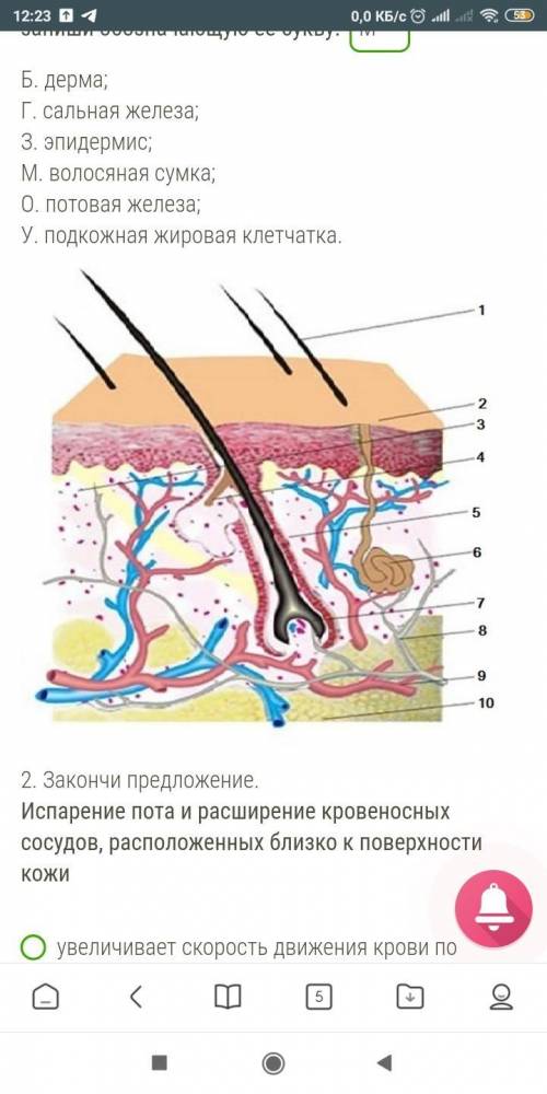 Выбери название структуры кожи, представленной на рисунке под цифрой 7, и запиши обозначающую её бук